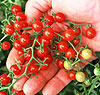 Sweet Pea red currant 20 seeds